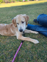 Roxy