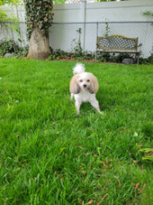 Maple