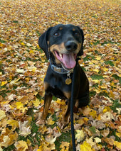Remi