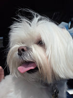 DAISY