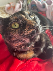 Taz