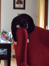Onyx 