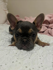 Mila