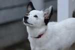 Ella 