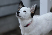 Ella 