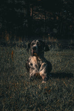Vito