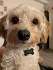Luka