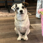 Piper