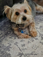 Jake
