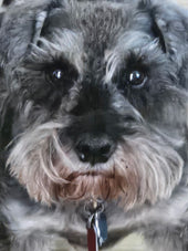 Wilson