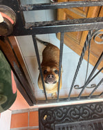 TOBY BOO