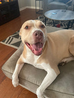 Stella 