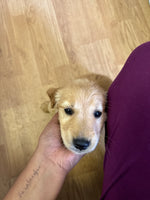 ella