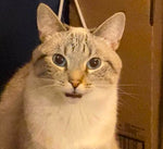 Leyla