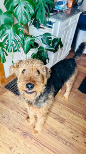 Koda Bear
