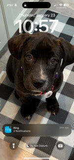 Baily