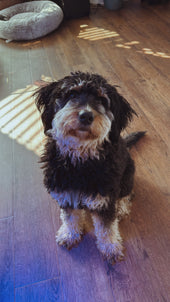 Phoebe