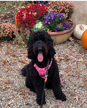 Bella