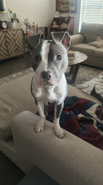 Junie