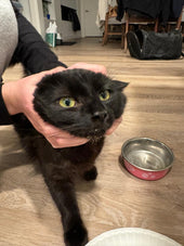 Suki