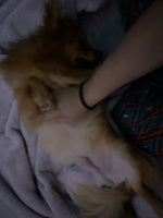 teddy