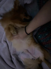 teddy