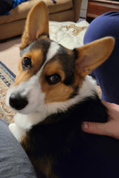 Finn
