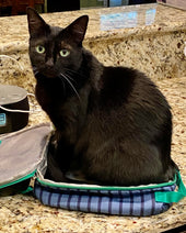 Sophie