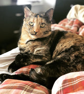 Arya