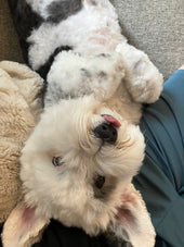 Bailey