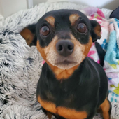 Bella