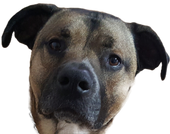Buddy