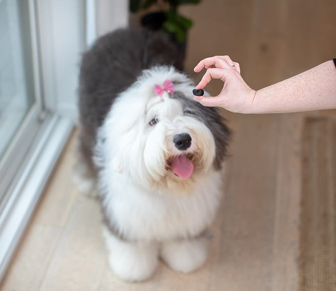 Skin & Coat Food Supplement Chews for Dogs