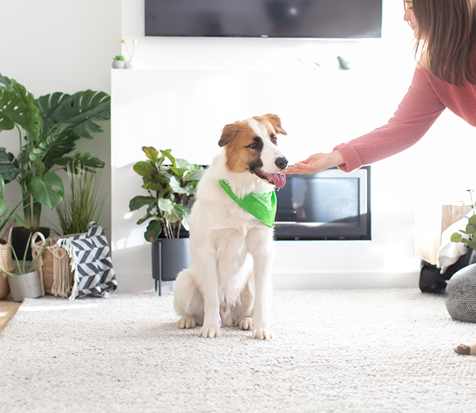 Immune Health Supplement Chews for Dogs