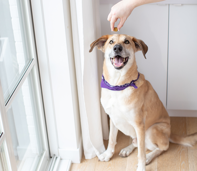 Hip & Joint Health Supplement Chews for Dogs