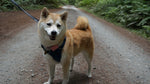 Foxie