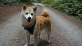 Foxie