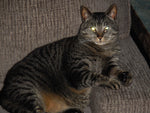 Bosco