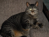 Bosco