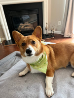 Theodore