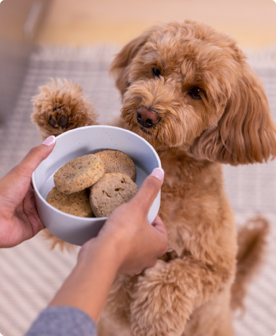 Grass-Fed Beef Freeze Dried Raw Patties for Dogs