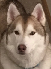Fetty