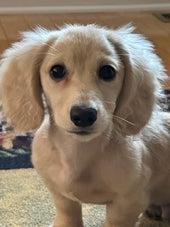 Frankie