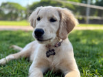 Harper