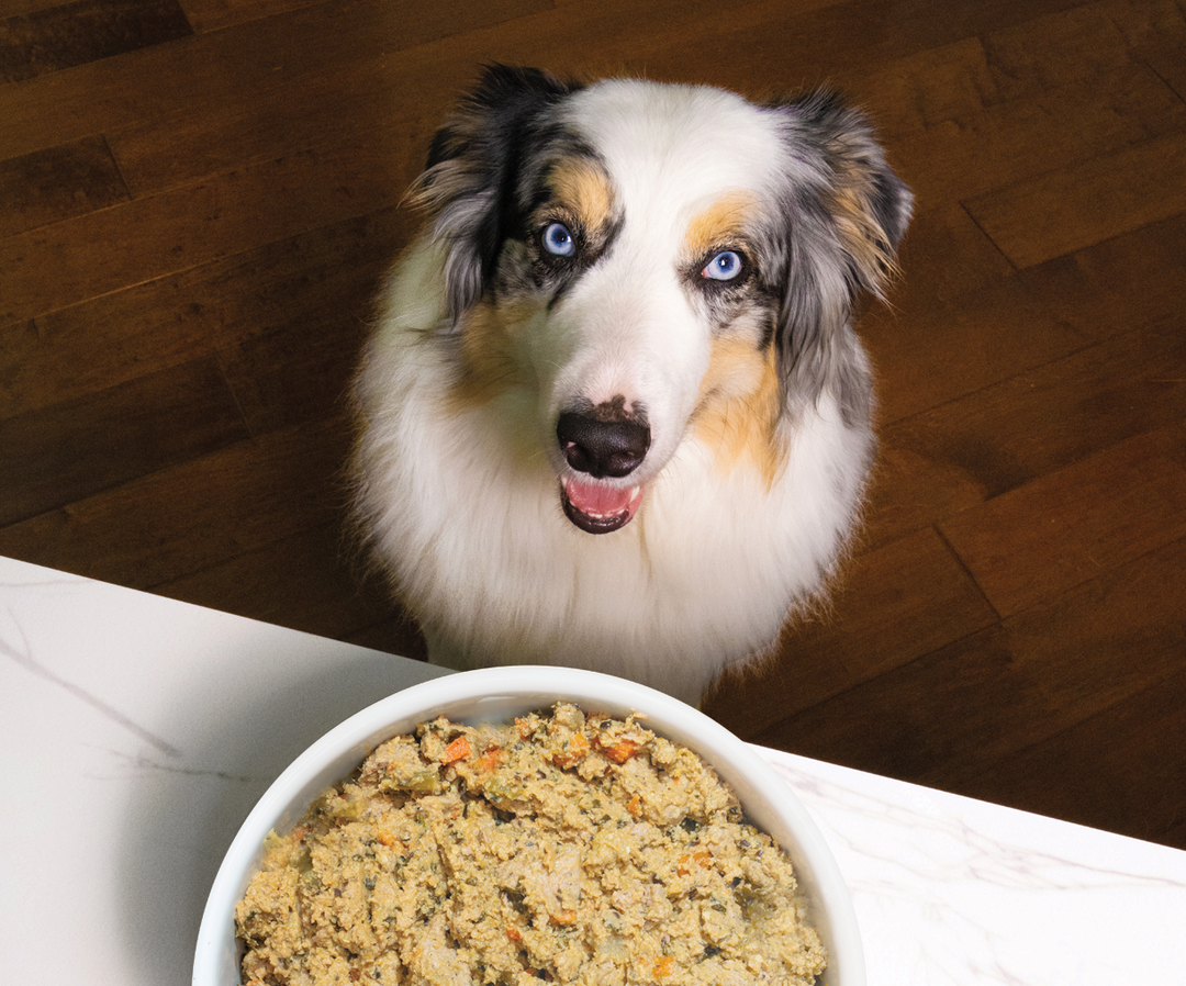 Gently Cooked Puppy Food Slow Cooked Puppy Food – Open Farm