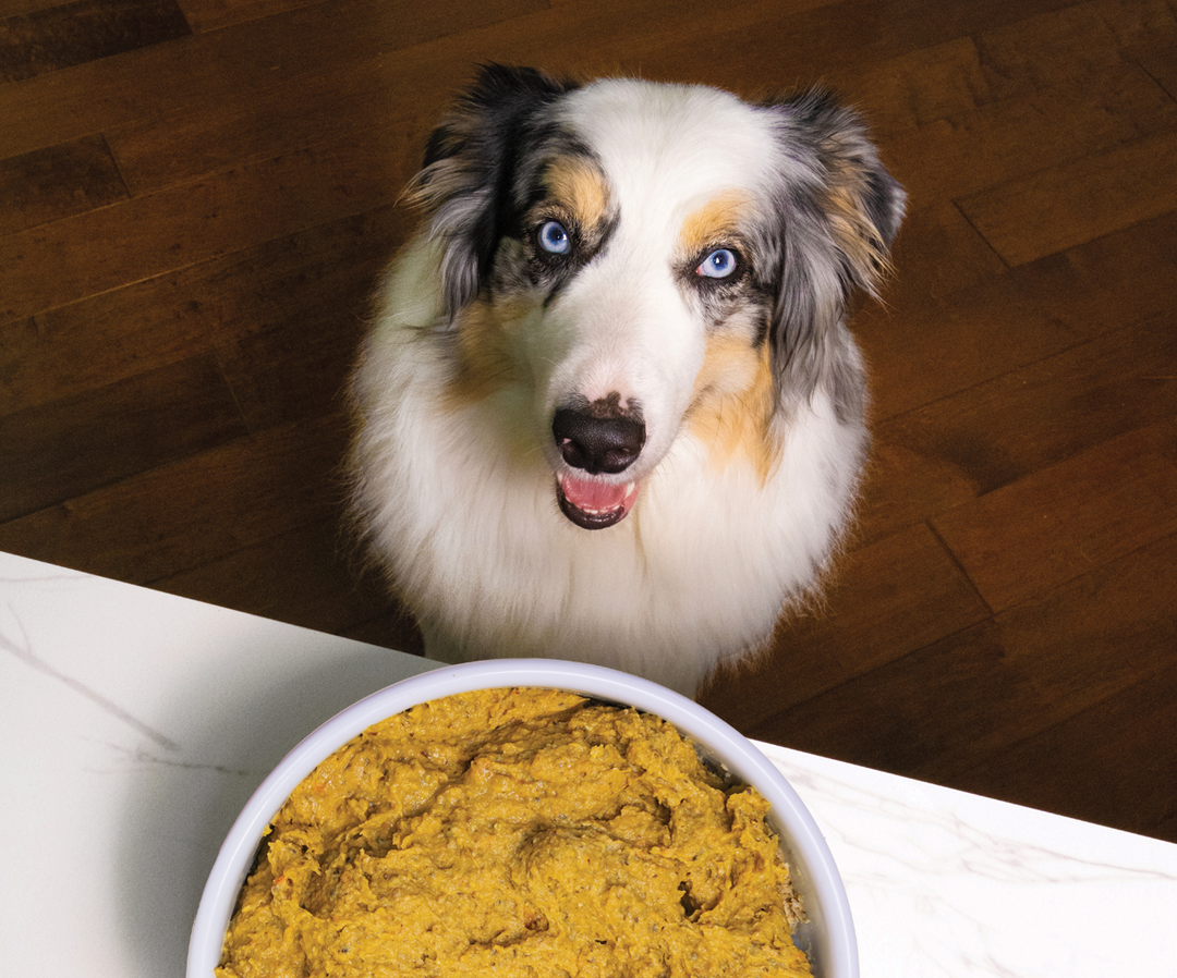 Wild-Caught Fish Freshly Crafted Dog Food – Open Farm