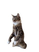 Yuzu