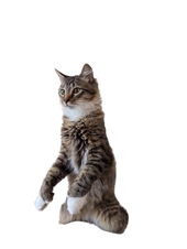 Yuzu