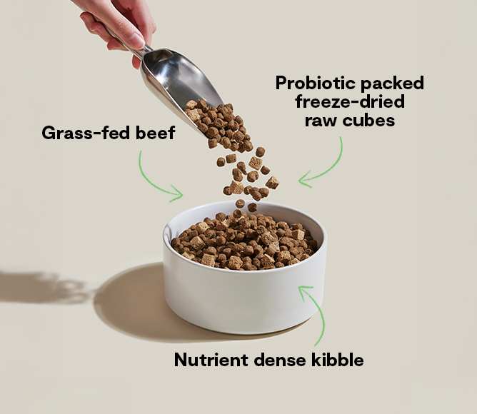 GoodGut Grass-Fed Beef Dog Kibble