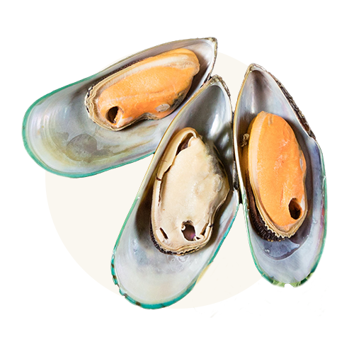 New Zealand Green Lipped Mussel